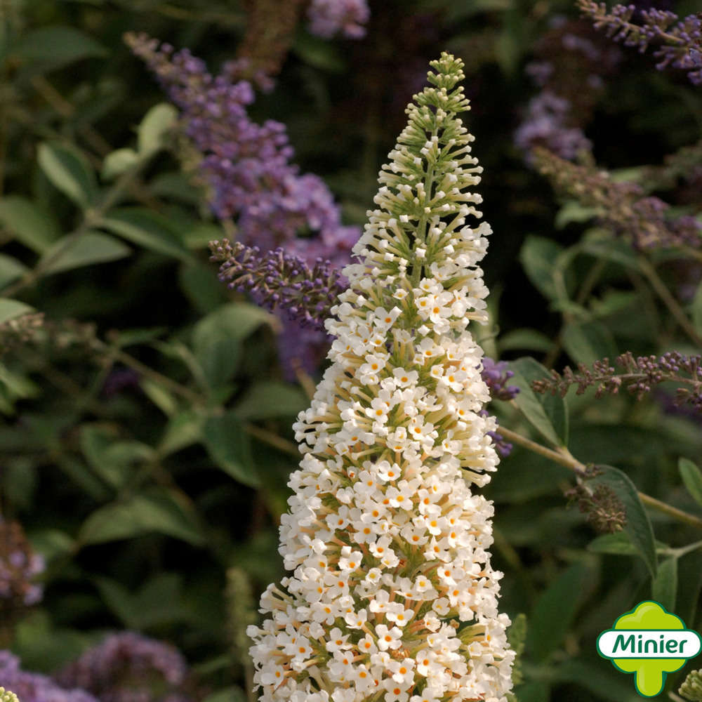 Buddleia, variétés variables - pot 10L