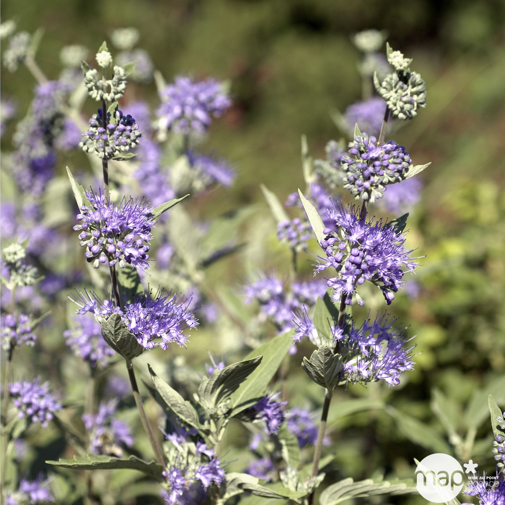 Caryopteris x clandonensis : H 40/60 cm : ctr 4 litres