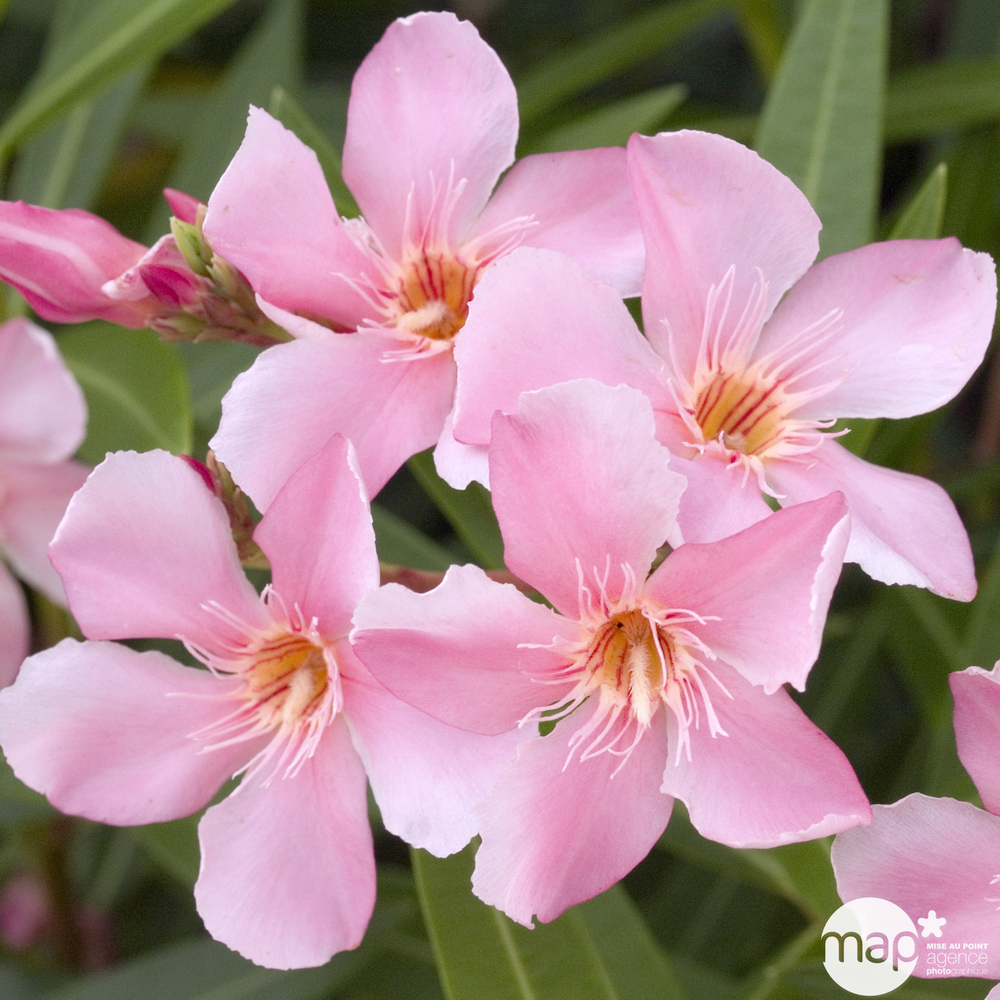 Nerium oleander : pot 15L