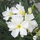 Laurier rose (Nerium oleander) - Pot 7,5L