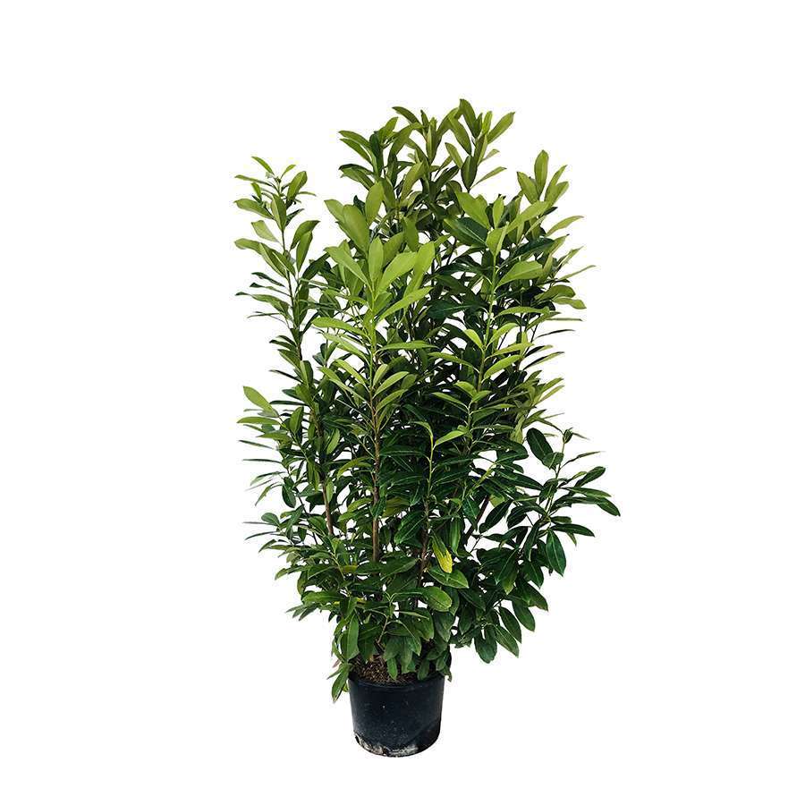 Prunus laurocerasus ' Caucasica ' : H 150/175 cm ctr 25 litres