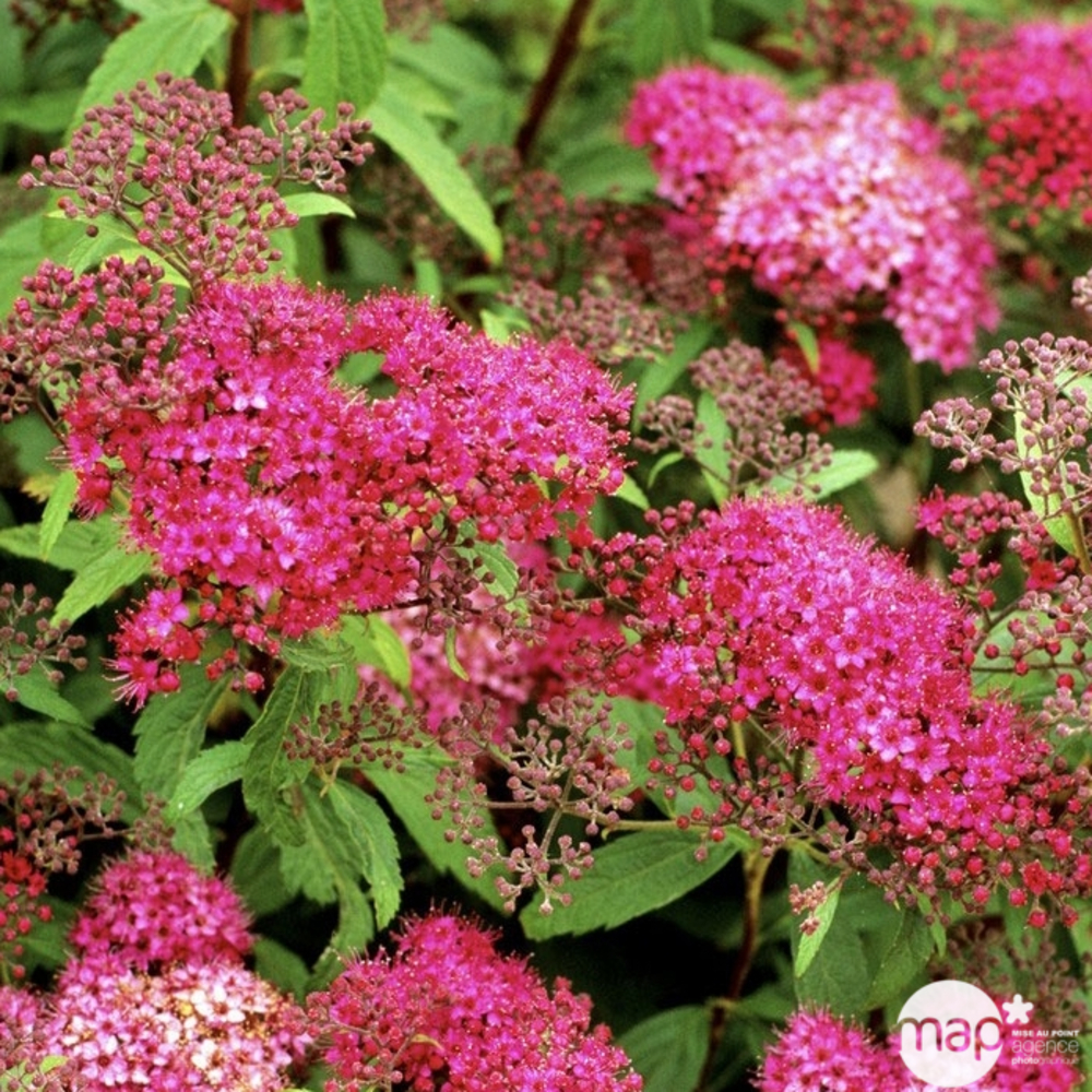 Spiraea japonica ' Anthony Waterer ' : H 30/40 cm ctr 3 litres