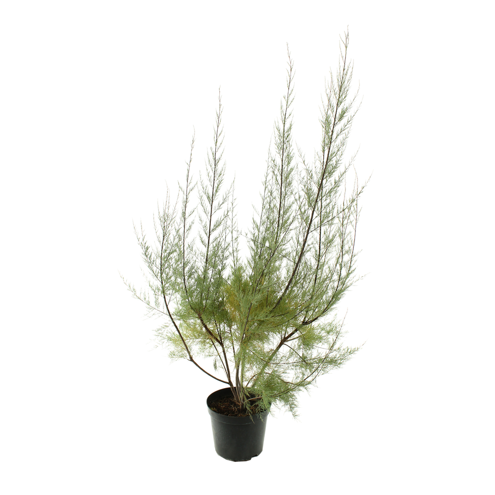 Tamarix ramosissima : H 80/100 cm ctr 10 litres