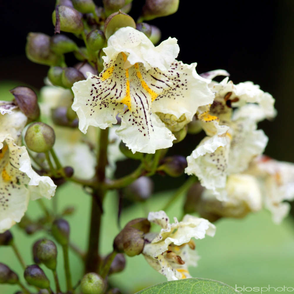 Catalpa bungei : tige circonférence 10/12 cm ctr