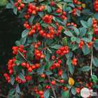 Cotoneaster franchetti : H 60/80 cm : ctr 4 litres