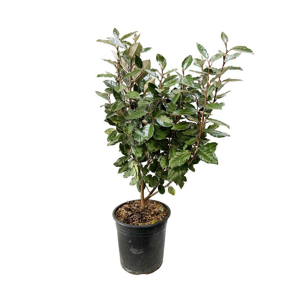 Elaeagnus x ebbingei : H 60/80 cm ctr 5 litres