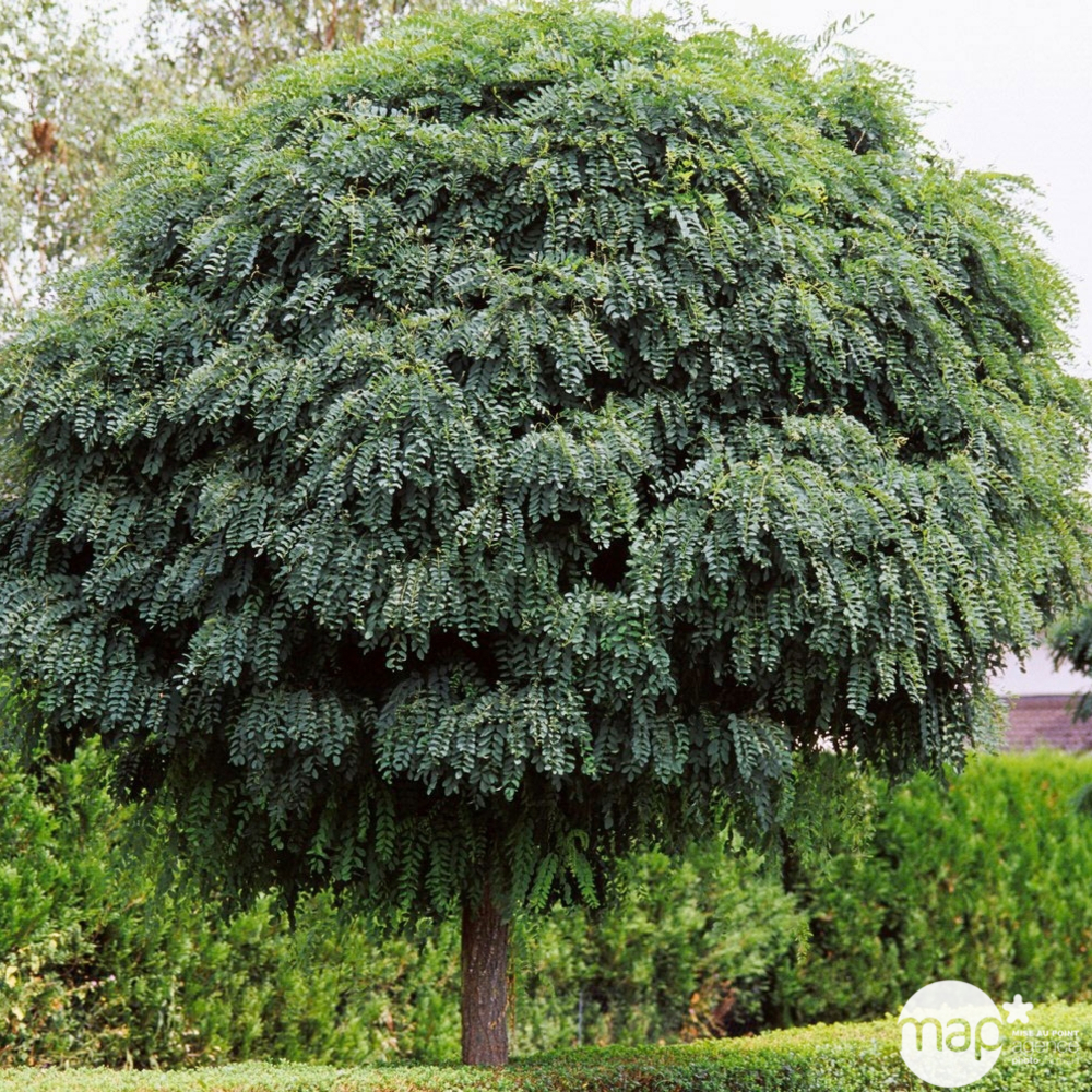 Robinia pseudoacacia 'Umbraculifera': tige circonf 8/10cm ctr25L