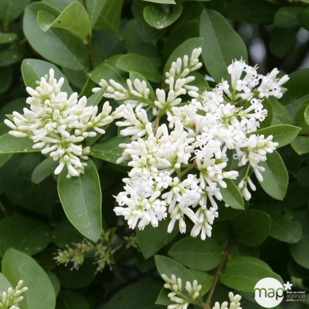 Ligustrum ovalifolium :H 80/100 cm ctr 10 litres