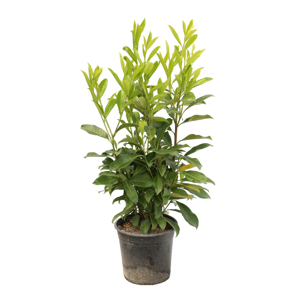 Prunus laurocerasus 'caucasica':h.60/80cm 4L