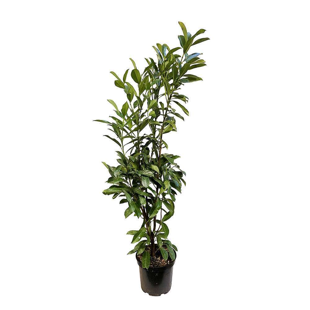 Prunus laurocerasus caucasica: 100/125cm 7L