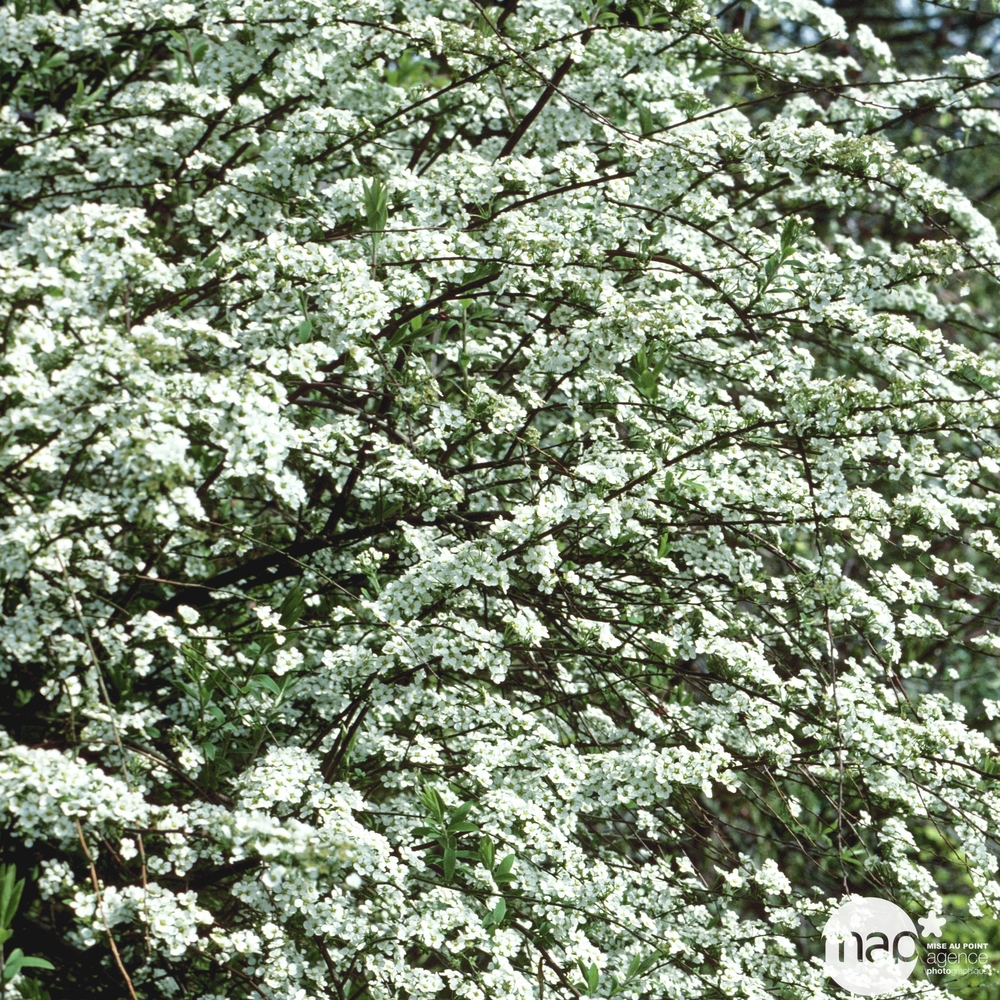 Spiraea x cinerea ' Grefsheim ' : H 40/60 cm ctr 4 litres