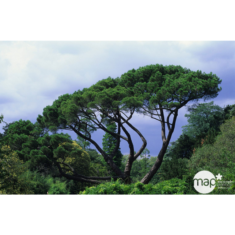 Pinus pinea , demi-tige, H :175/200 cm, 14/16