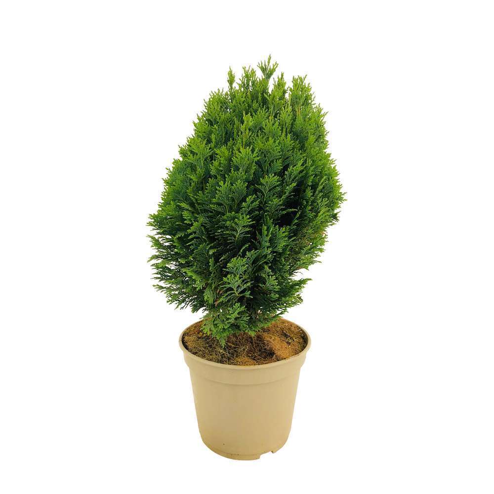 Chamaecyparis minima glauca:h.25/30cm 4L