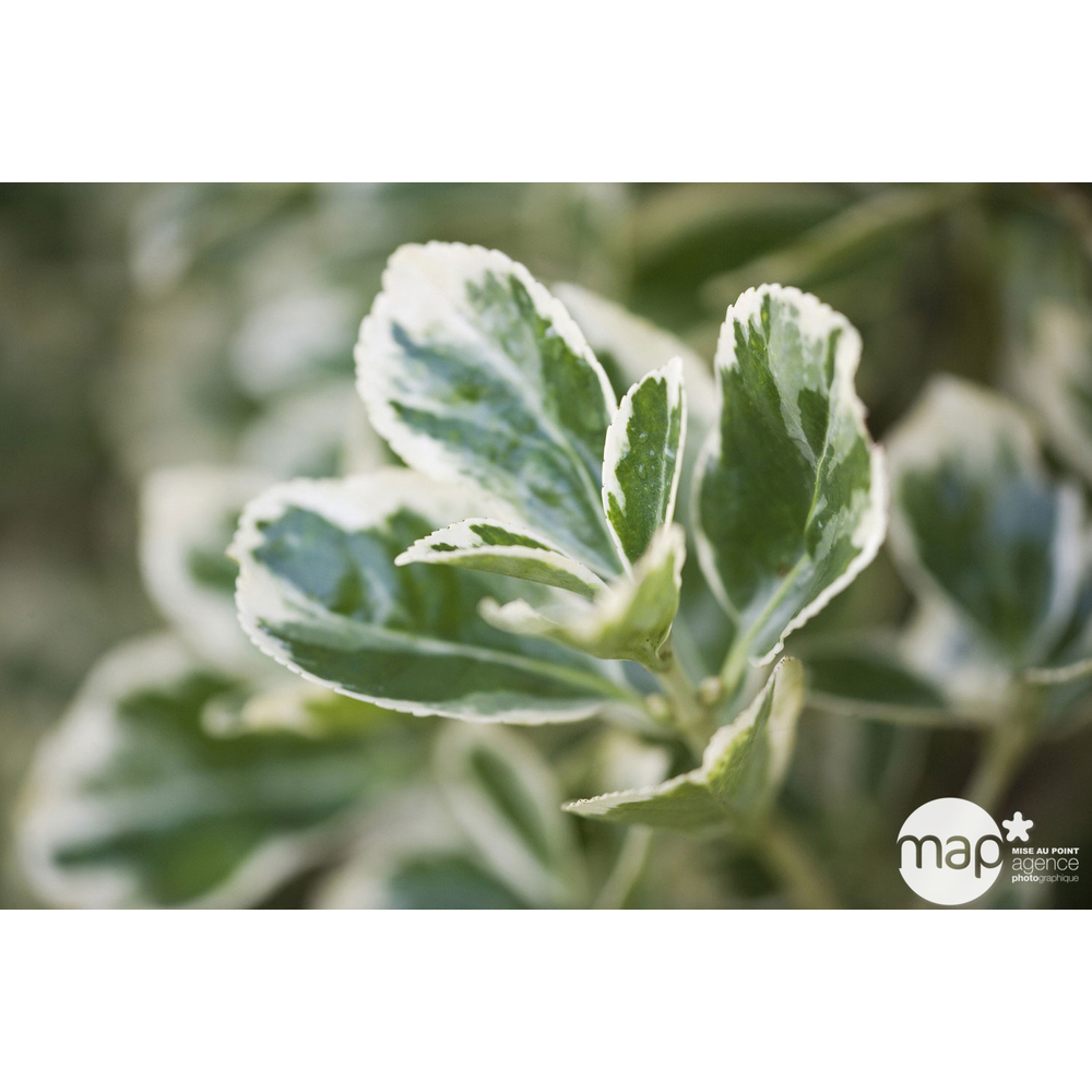 Euonymus japonicus ' Bravo ' : H 40/60 cm ctr 7 litres