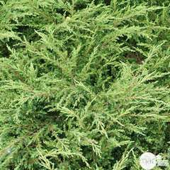 Juniperus Communis Repanda : H 30/40 cm pot 4L (étalé, vert clair)