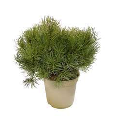 Pinus mugo Mughus H : 30/40 cm ctr 4L