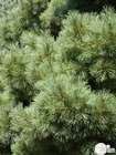 Pinus strobus nana: h.30/40cm pot 4L