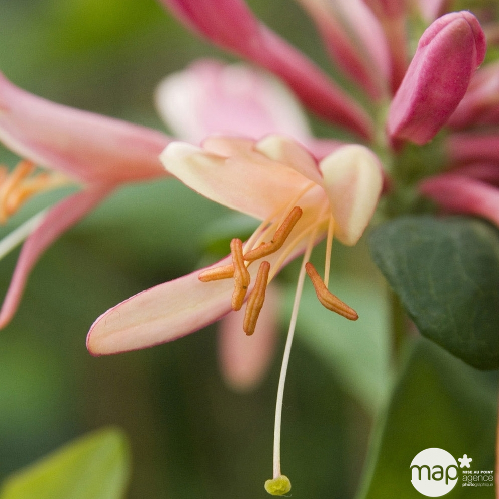 Lonicera X Heckrottii 'Goldflame' : H 125/150 cm, ctr de 3 Litres