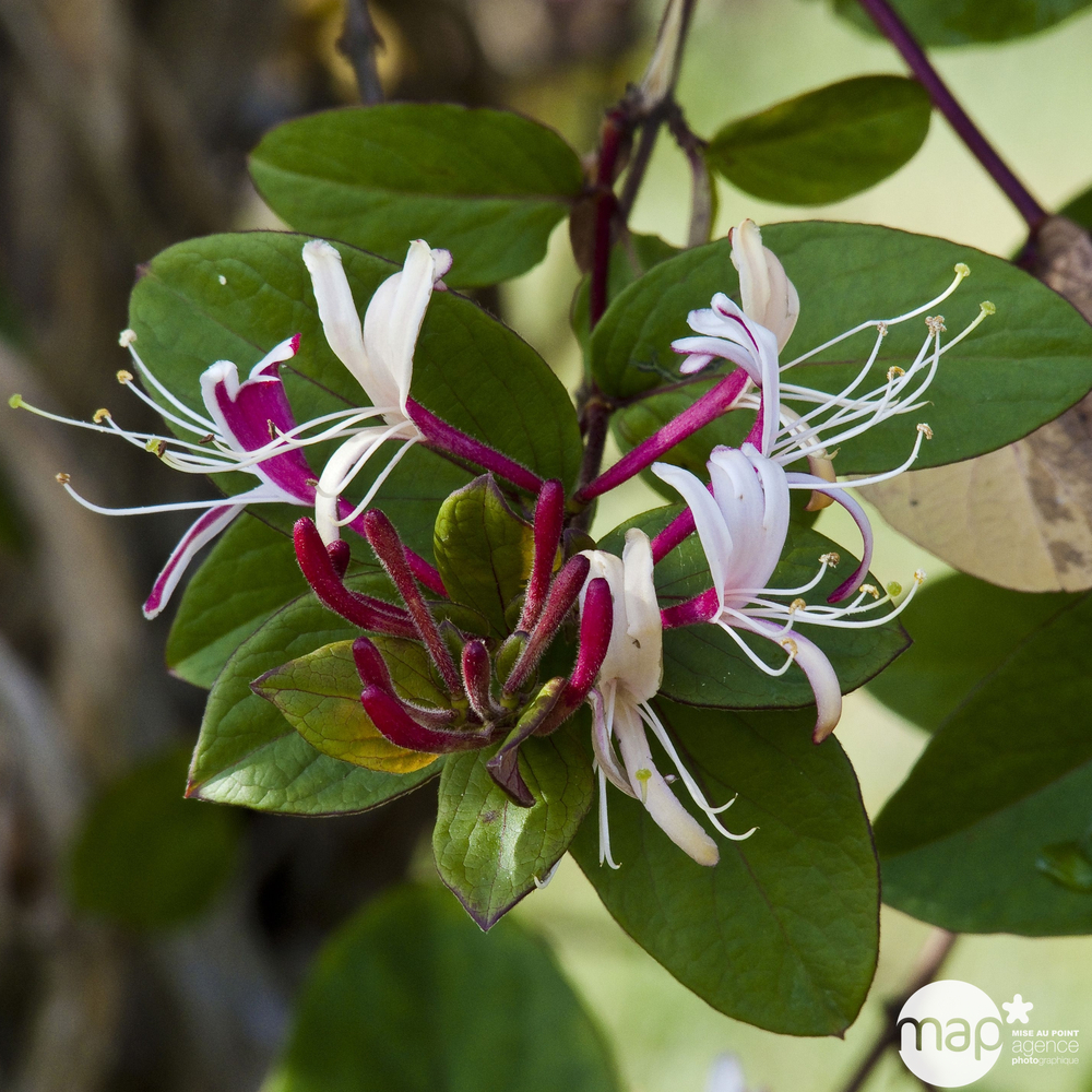 Lonicera Chinensis : H 125/150 cm, ctr de 3 L