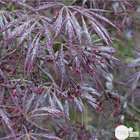 Acer palmatum 'Atropurpureum' C3L