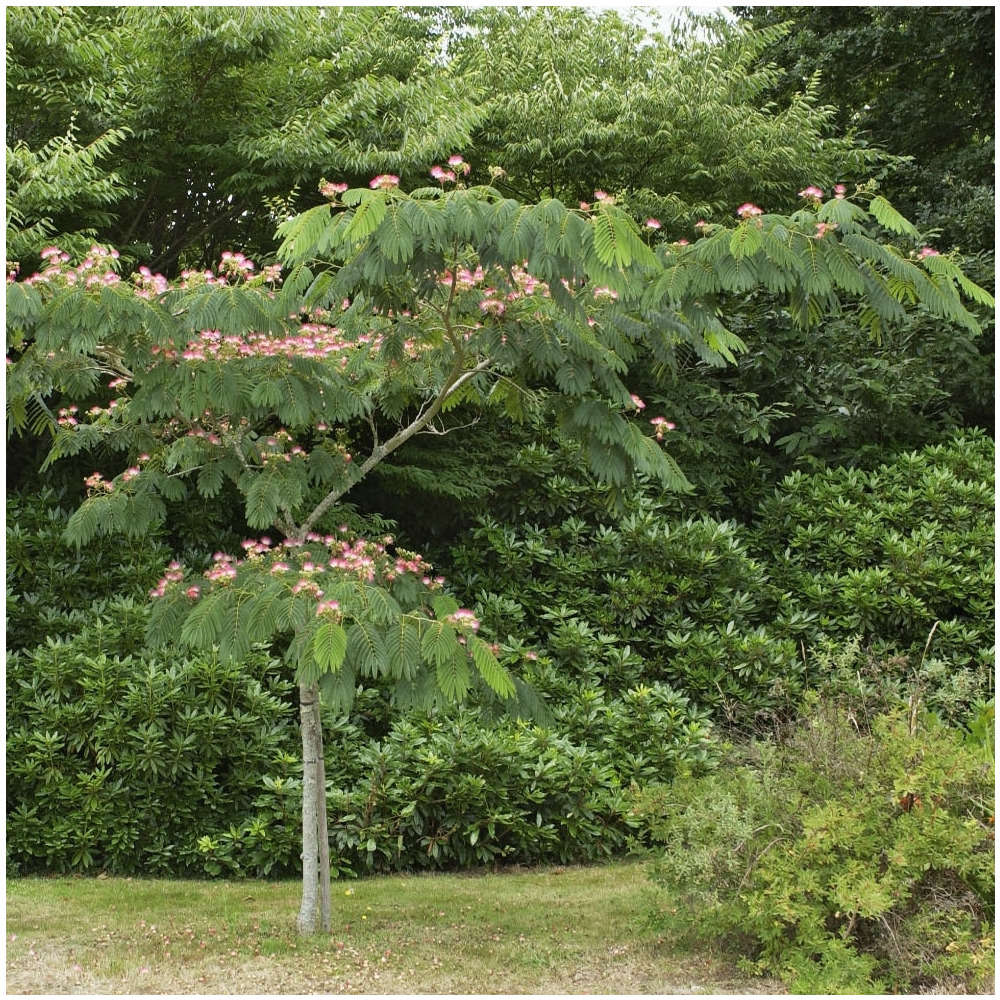 Albizia julibrissin ' Ombrella ': Tige circonférence 8/10 cm ctr
