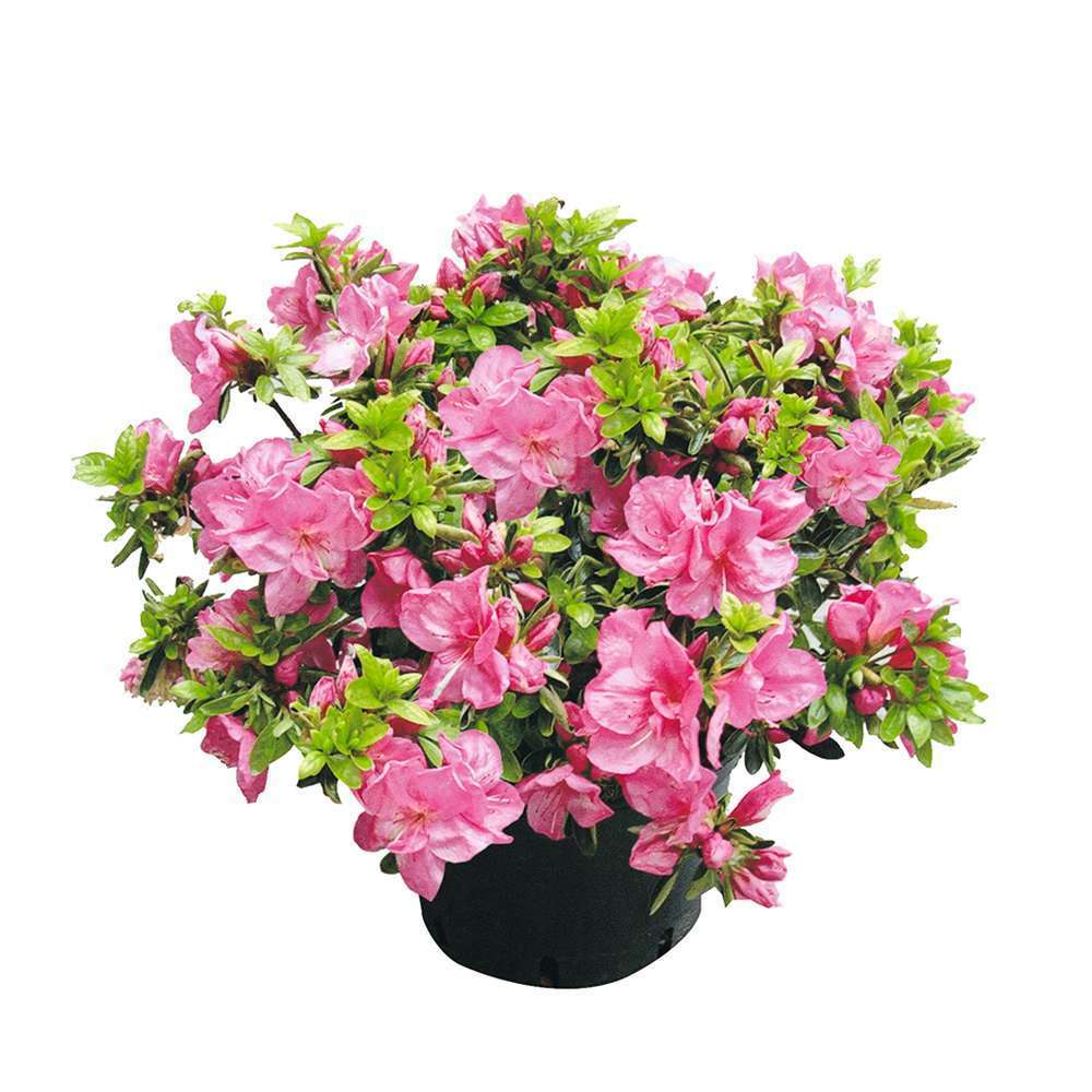 Azalea japonica: h.25/30cm pot 3L