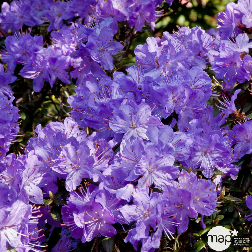 Rhododendron nain : Hauteur 25/30 cm 3L - Coloris variables