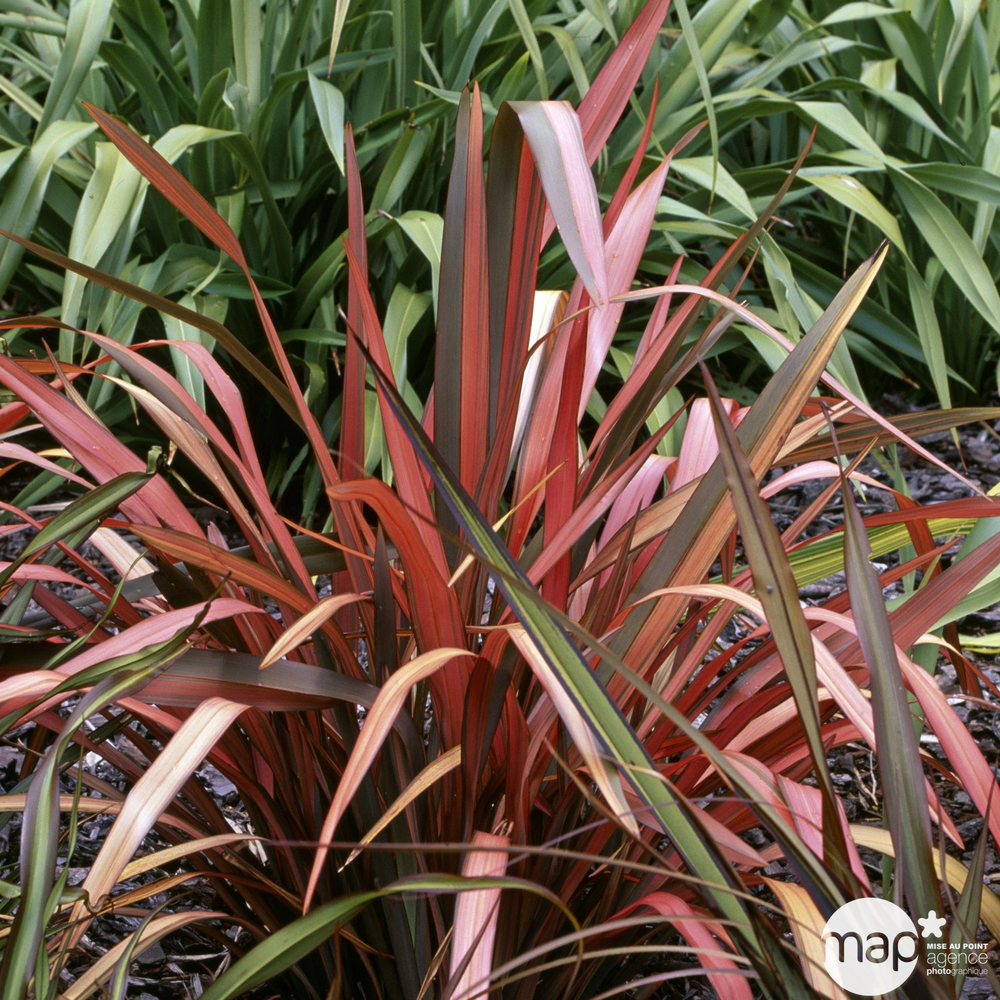 Phormium variété : pot 7 litres