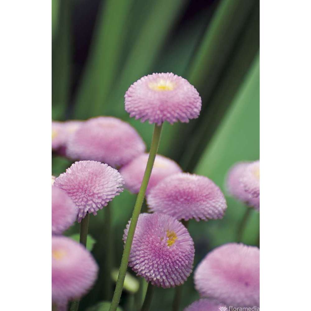 PÃ¢querette pomponnette rose: 10 plants