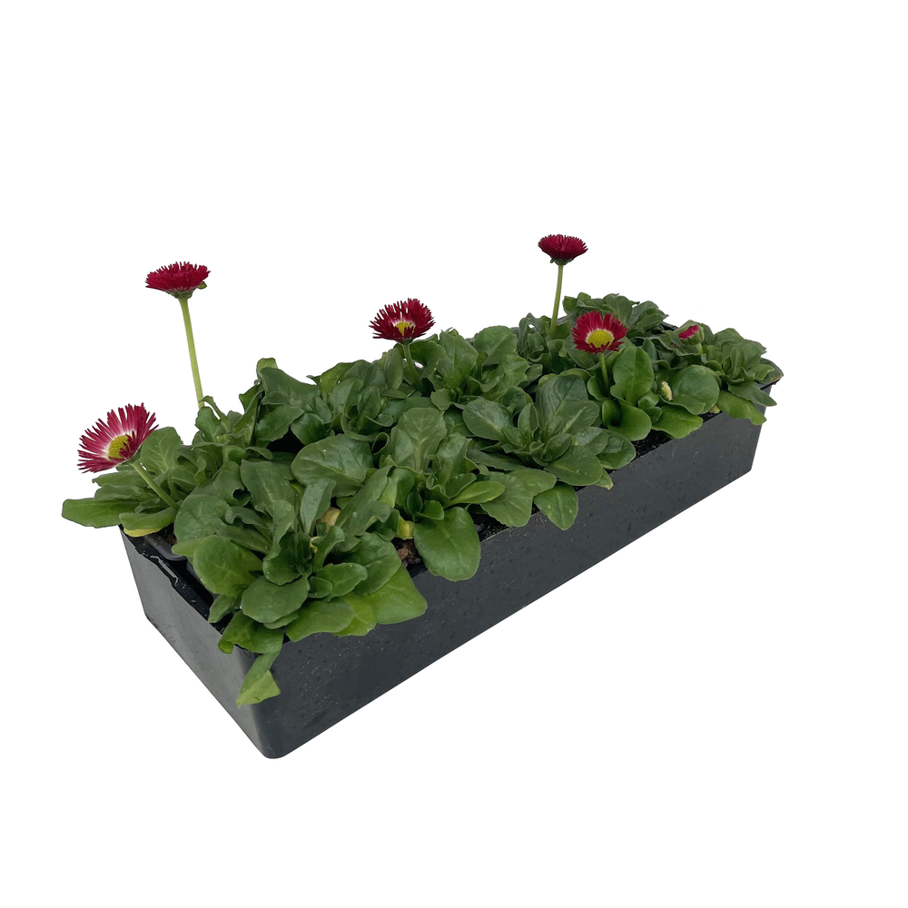 PÃ¢querette pomponnette rouge: 10 plants