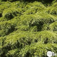 Juniperus x media Old Gold, H : 30/40 cm ctr 4L (étalé, doré)
