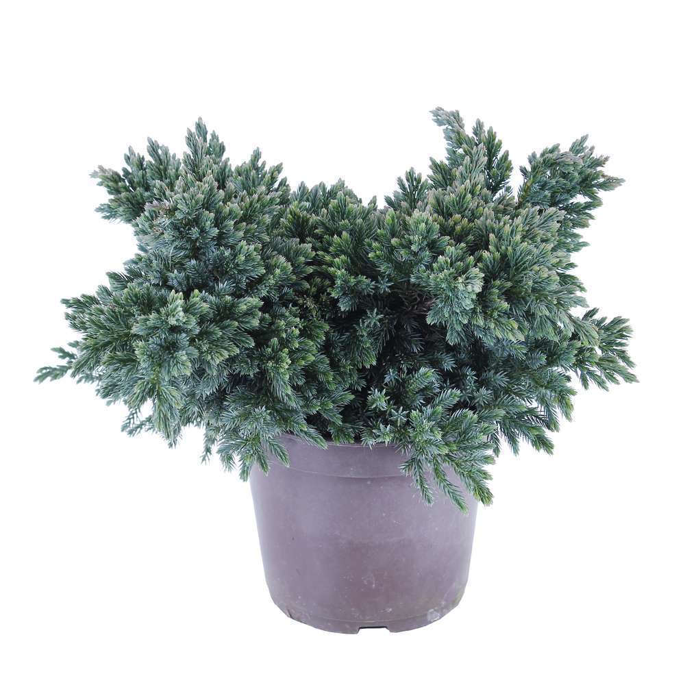 Juniperus Blue star : H 25/30 cm : ctr 4 litres