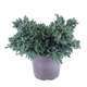 Juniperus Blue star : H 25/30 cm : ctr 4 litres