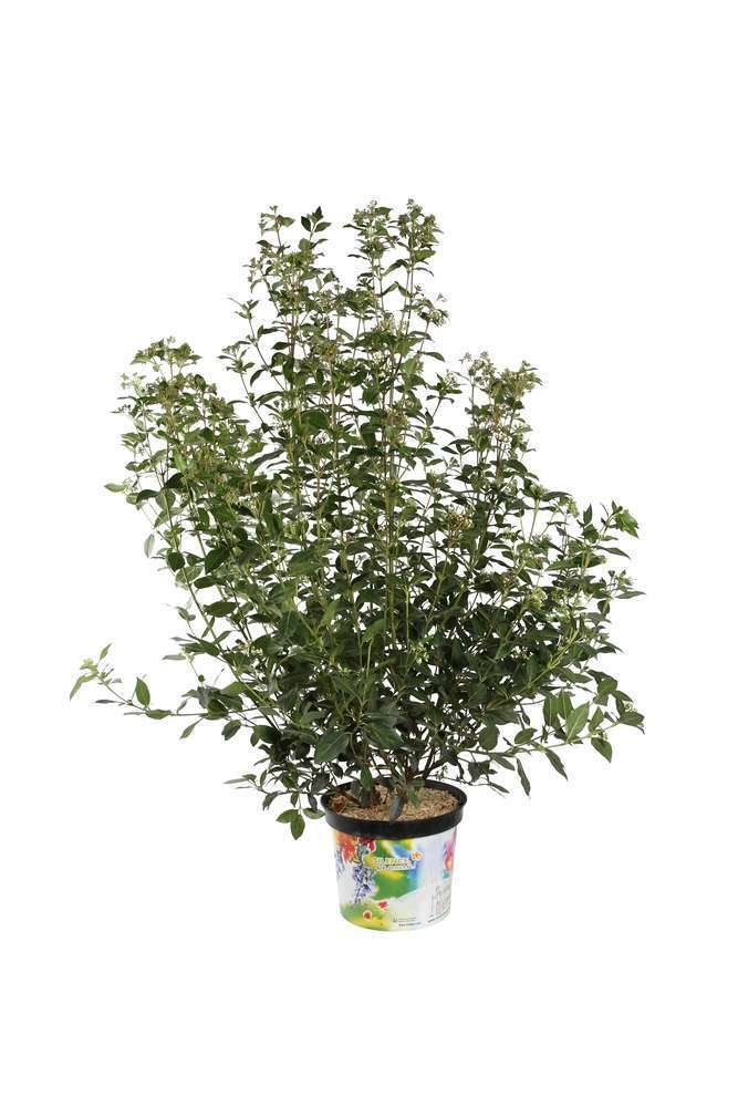 Viburnum tinus: h.50/60cm pot 10L