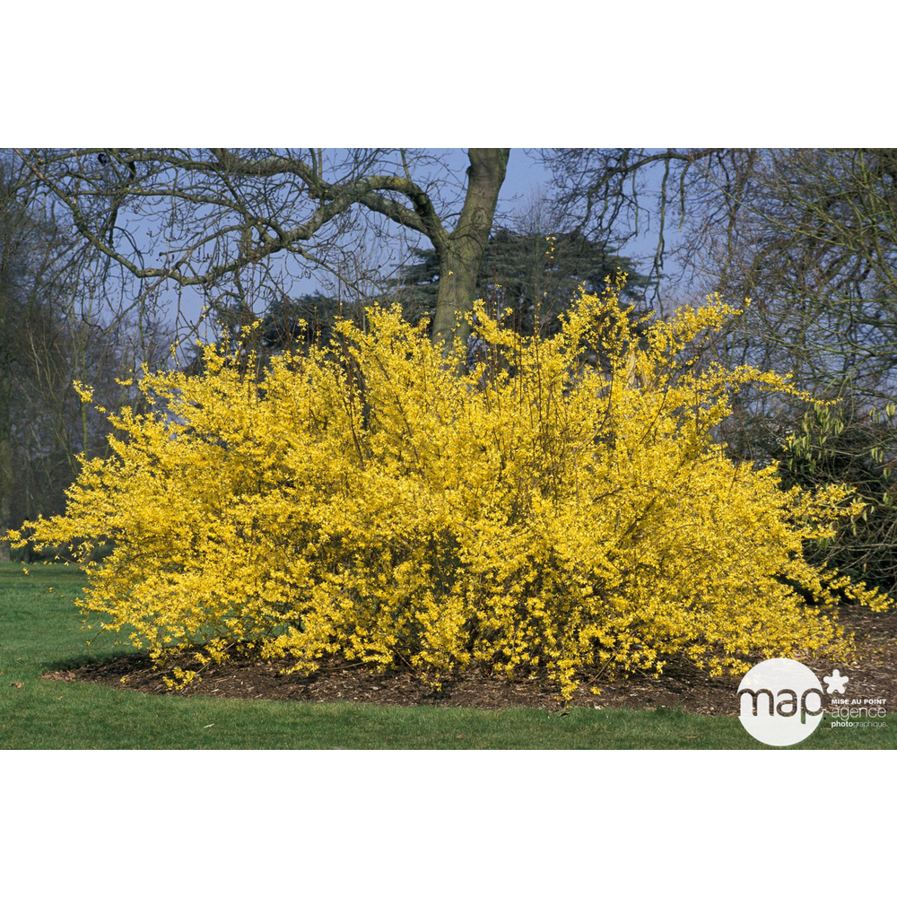 Forsythia x intermedia : H 100/125 cm ctr 7 litres.