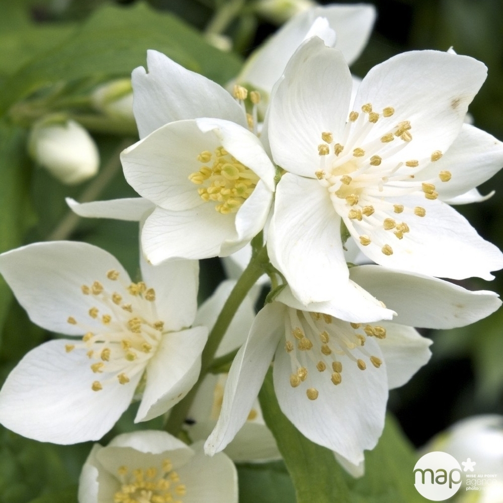 Philadelphus variÃ© 100/125 cm : pot 10 L