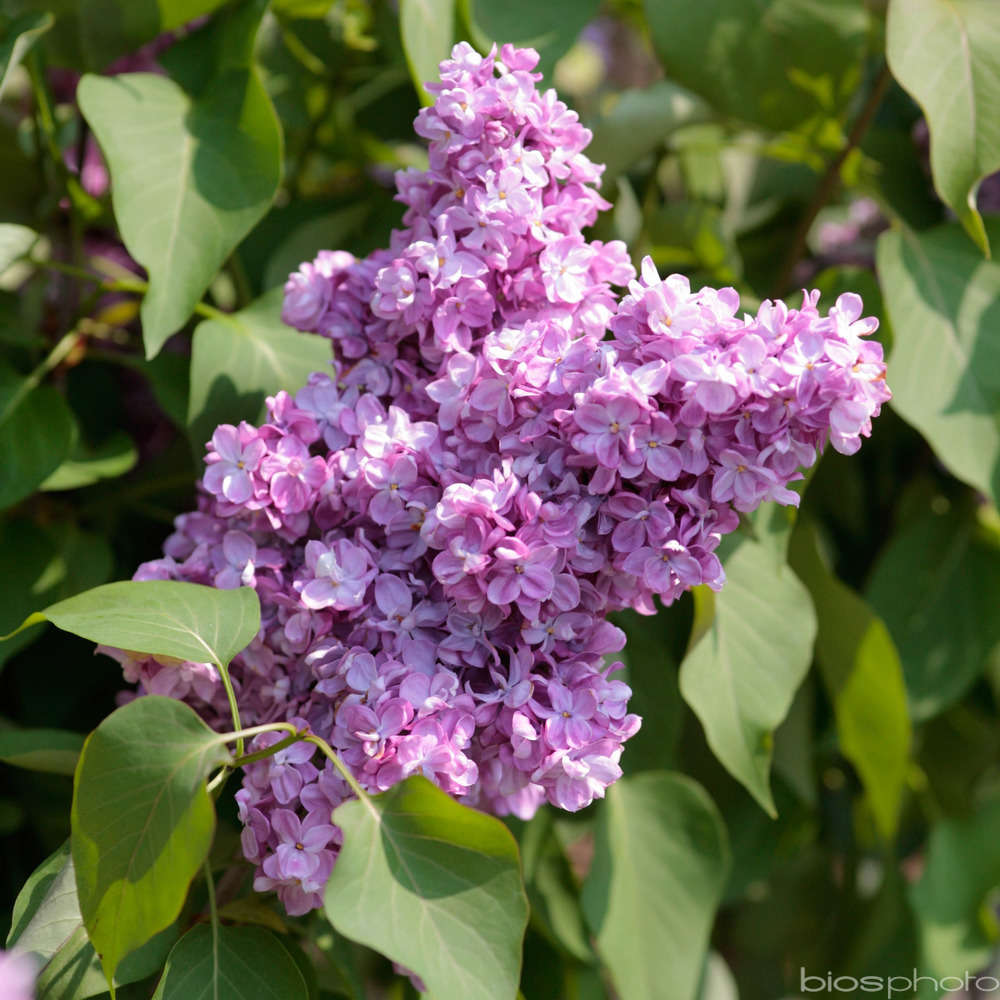 Syringa vulgaris : 1/2 tige H sous tête 110 cm ctr 10 litres