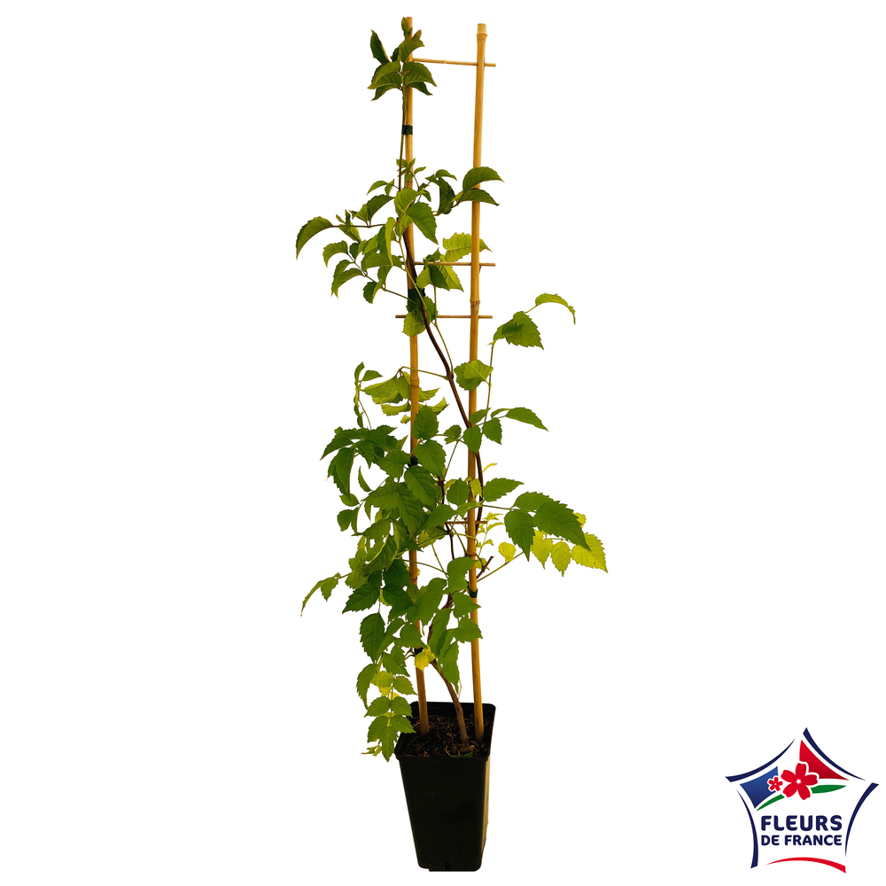Campsis h.100/150cm: pot de 3L