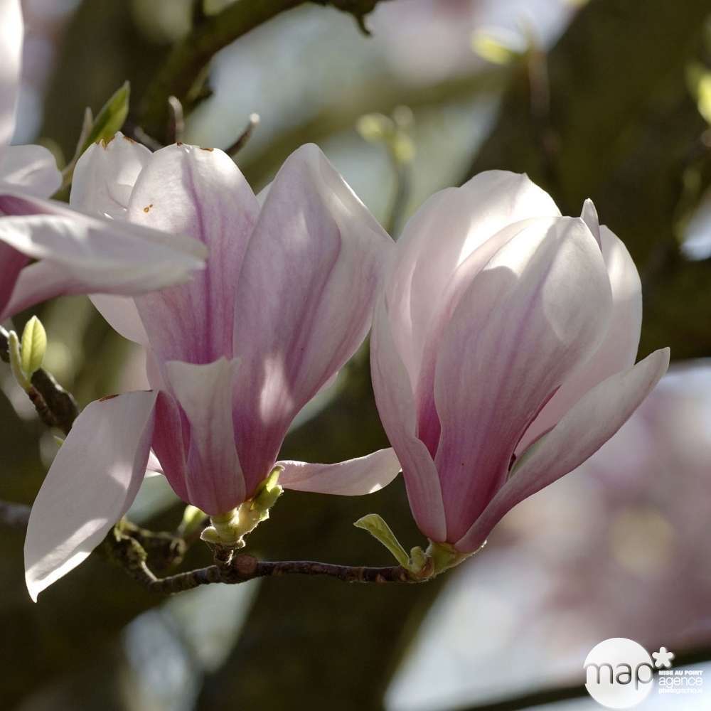 Magnolia Soulangeana : pot de 10L - H. 100/125 cm