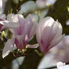 Magnolia Soulangeana : pot de 10L - H. 100/125 cm