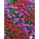 Géranium lierre à fleurs simples : B10 plants - Coloris variables