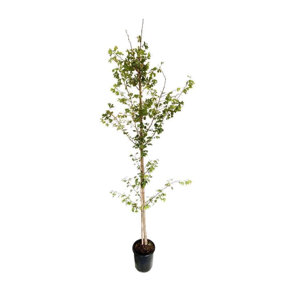 Ginkgo biloba: h.125/150cm pot 15L