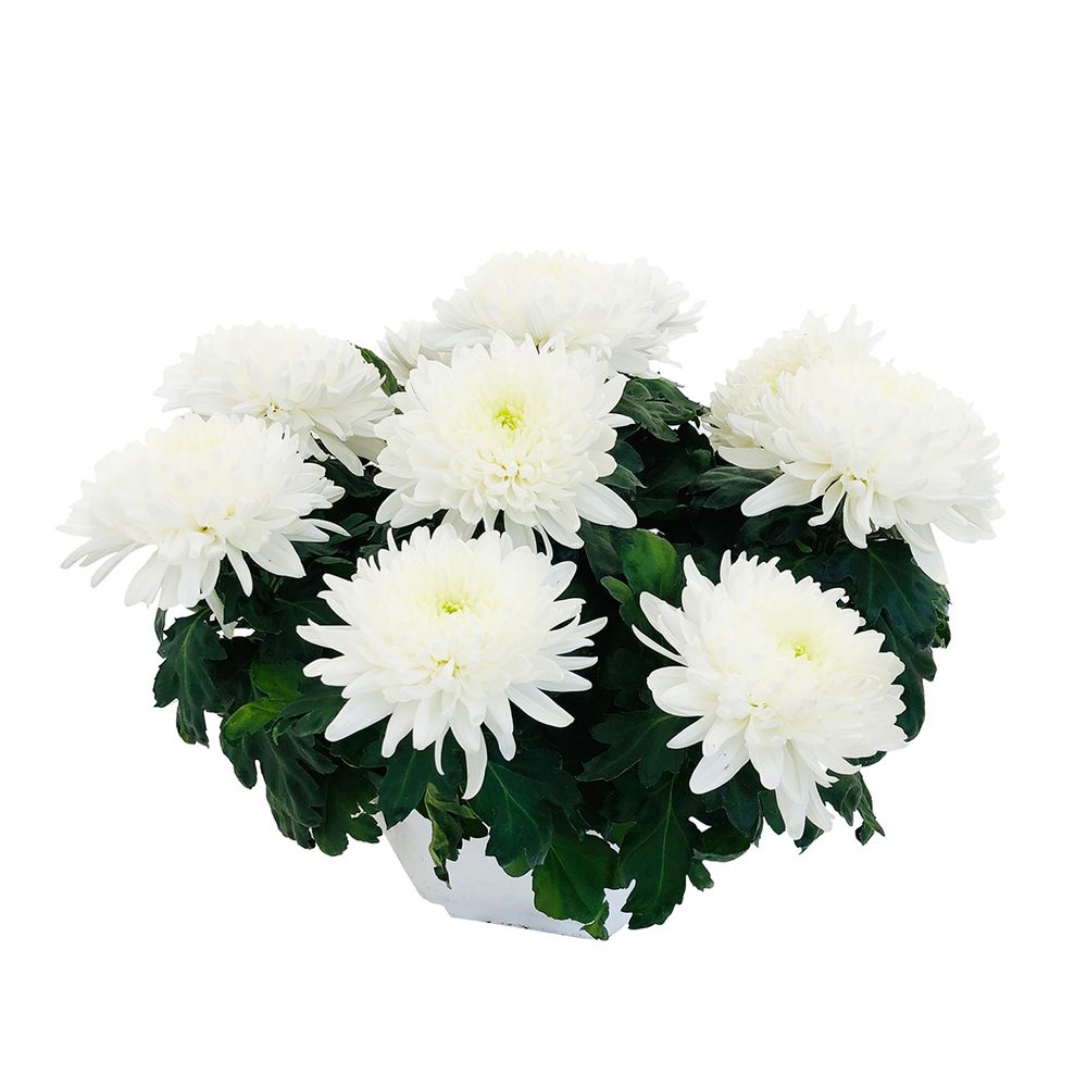 ChrysanthÃšme uniflore: 10 fleurs, coupe