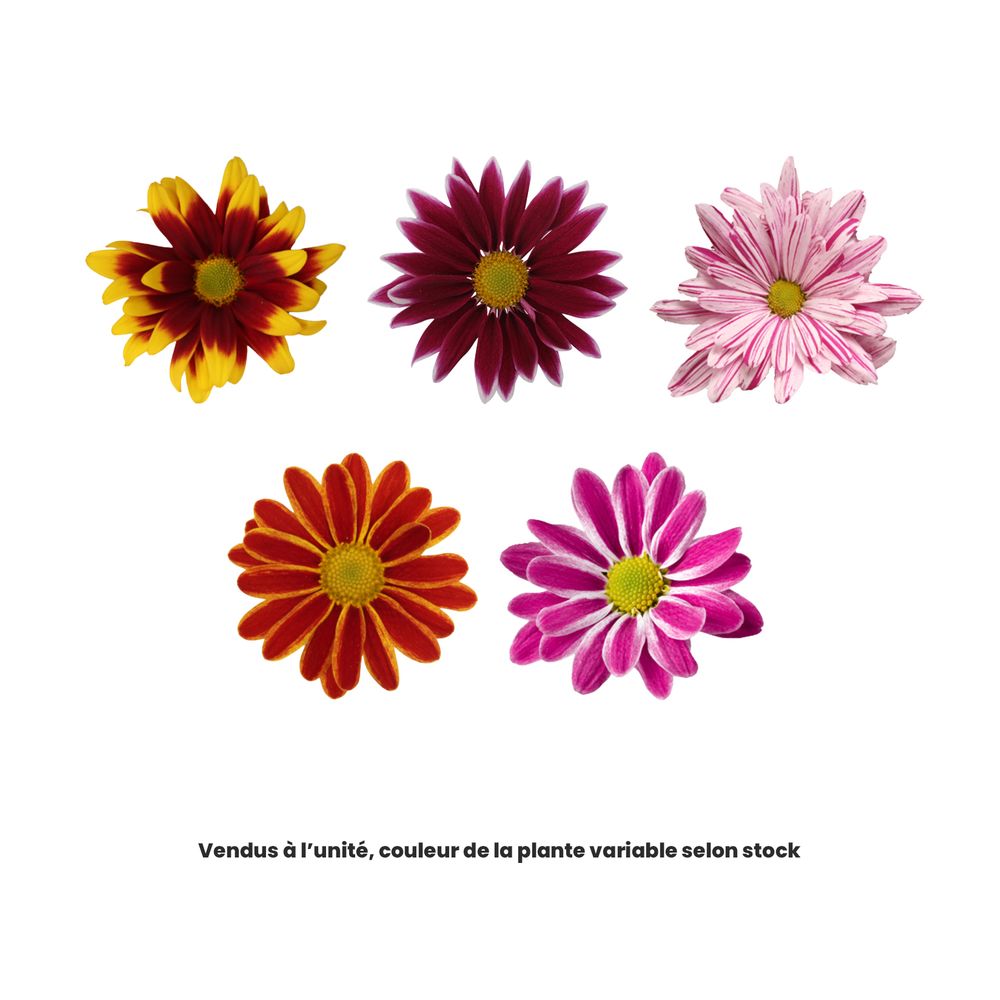 Chrysanthème multifleur:3 boutures pot diamètre 11 cm