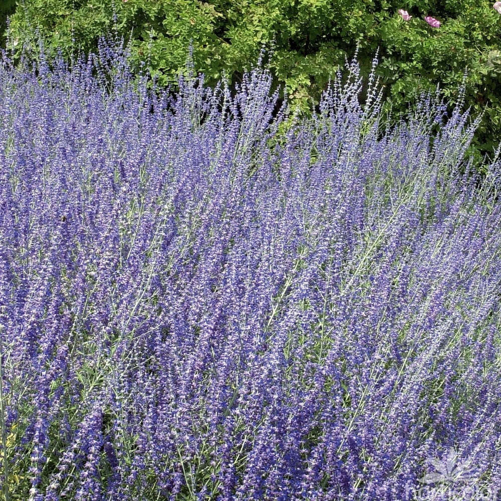 Perovskia atriplicifolia : H 40/60 cm ctr 4 litres