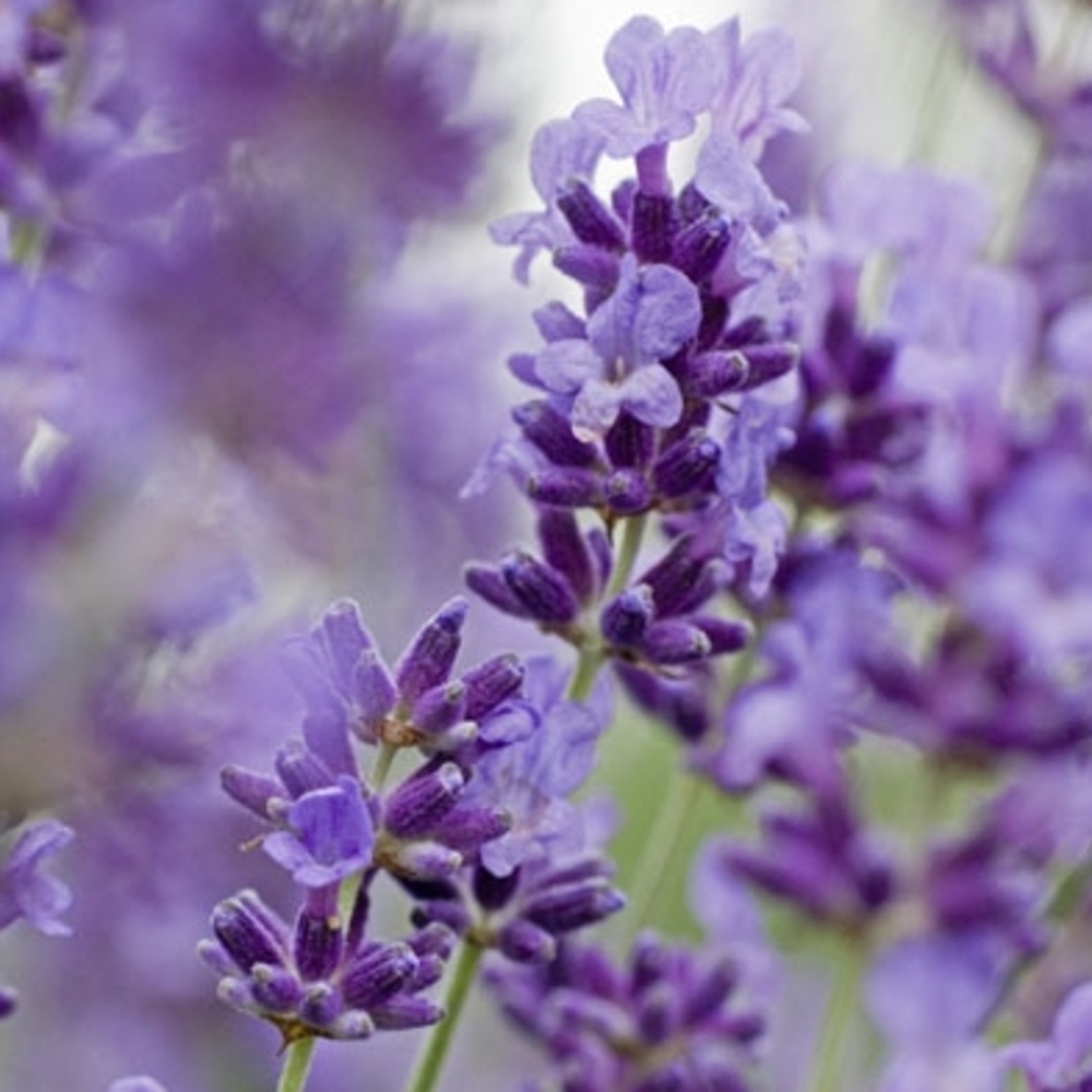 Pot lavande officinale : 1L