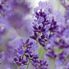 Pot lavande officinale : 1L