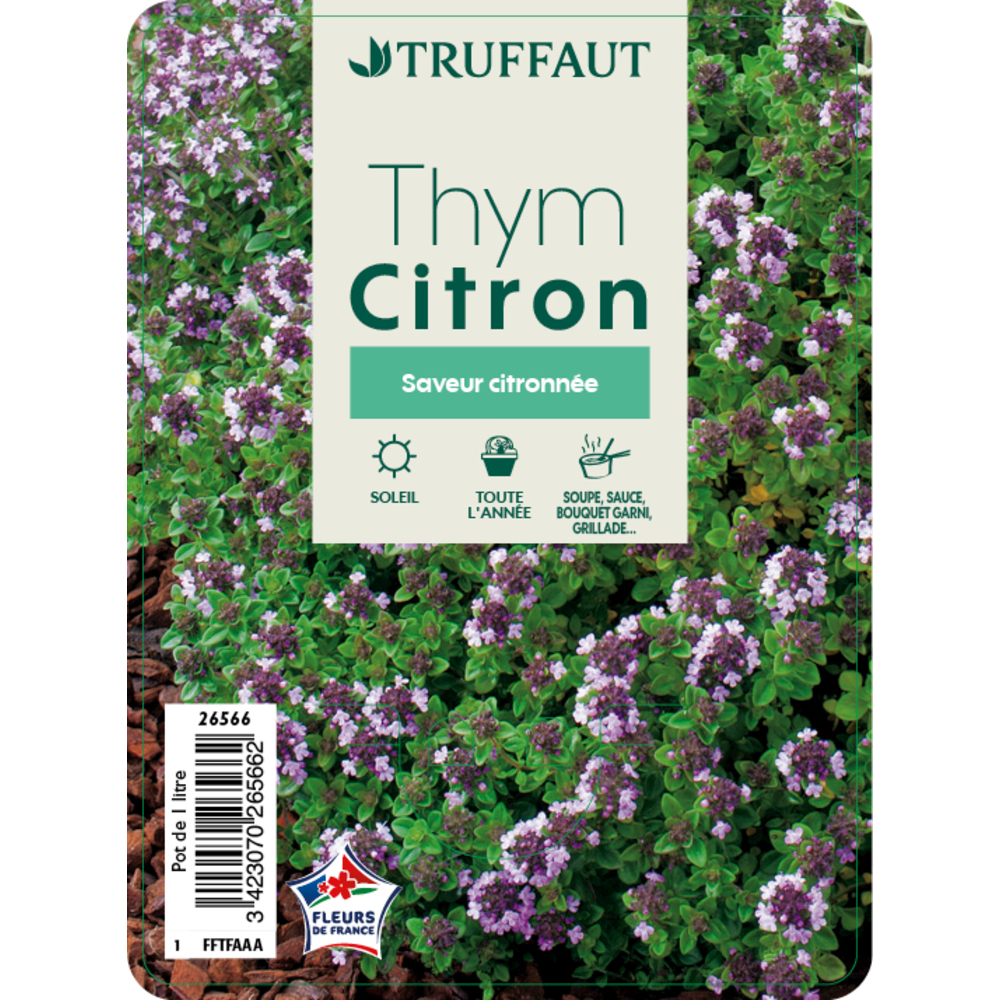 Thym citron : pot 1L