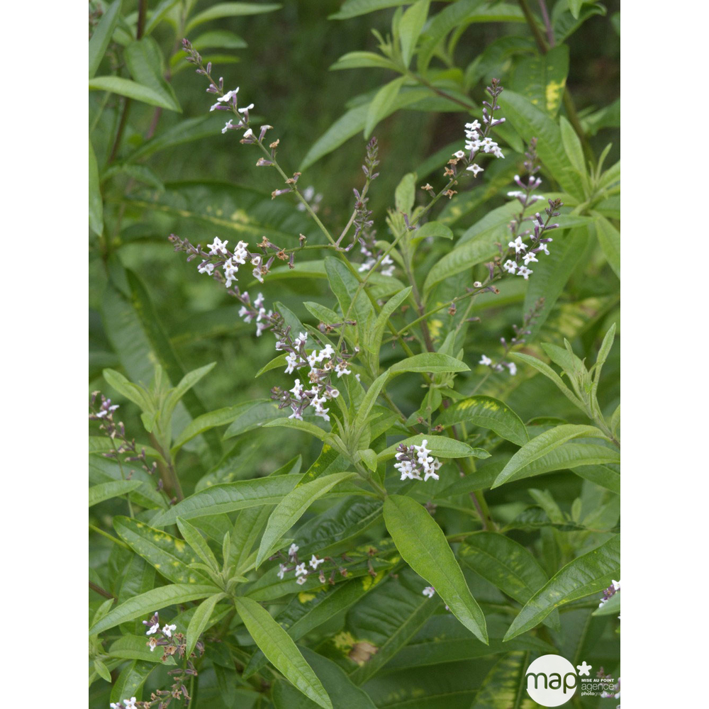 Plant de verveine citronnelle : Pot 4,5L
