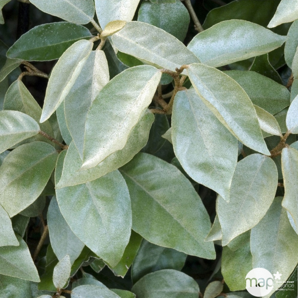 Elaeagnus x ebbingei : ctr 2 litres